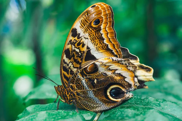 Κοντινό Caligo Memmon Πεταλούδα — Φωτογραφία Αρχείου