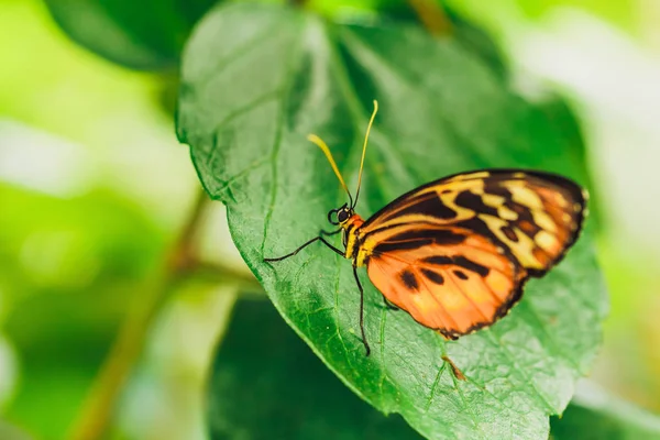 Africké Monarch Butterfly Posazený Zelený List Hladkým Zeleným Pozadím — Stock fotografie