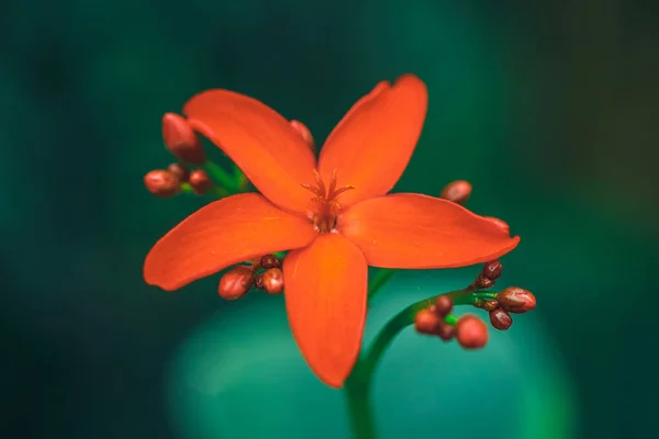 Närbild Röd Blomma Grön Bakgrund — Stockfoto