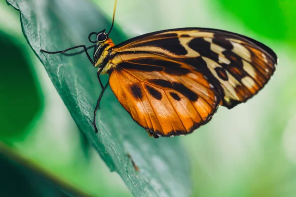 Africké Monarch Butterfly Posazený Zelený List Hladkým Zeleným Pozadím — Stock fotografie