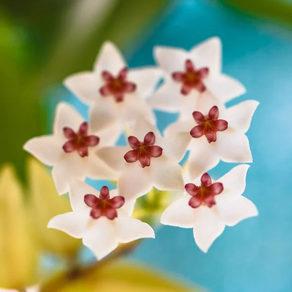 Close Pequenas Flores Tropicais Brancas — Fotografia de Stock