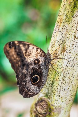 Caligo memmon kelebek yakın çekim
