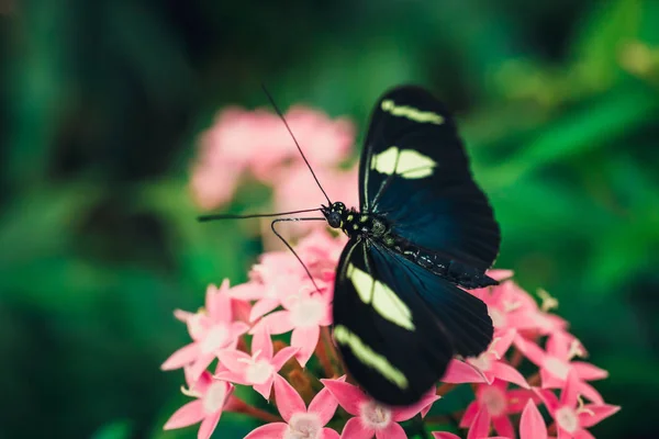 Červené Černé Bílé Motýlí Jménem Heliconius Melponeme — Stock fotografie