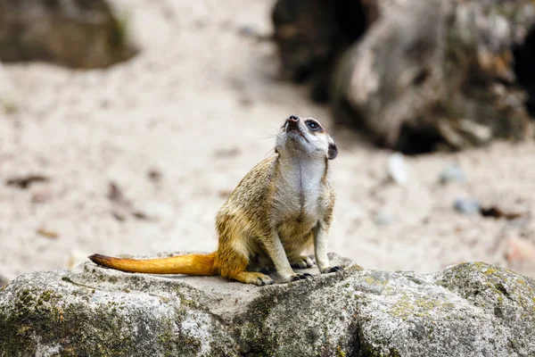 Curioso Suricata Mirando Alrededor Cerca —  Fotos de Stock