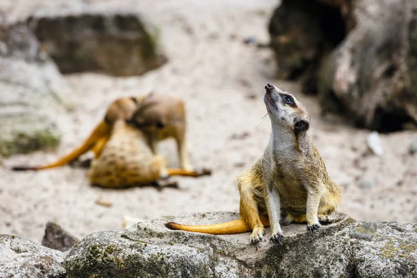 Curioso Meerkat Olhando Redor Perto — Fotografia de Stock