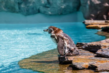 Hayvanat bahçesindeki penguen