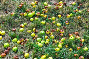 Yere çok düşmüş yeşil elma. Sonbahar arka plan.
