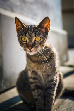 Sokakta oturan küçük bir kedi portresi