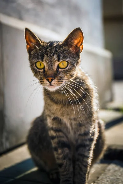 Portret Van Een Kleine Kat Zittend Straat — Stockfoto
