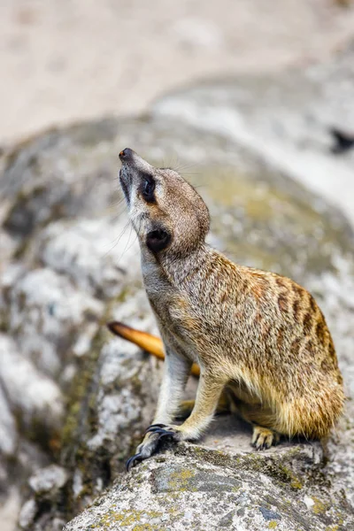 Curious Meerkat Looking Close — Stock Photo, Image