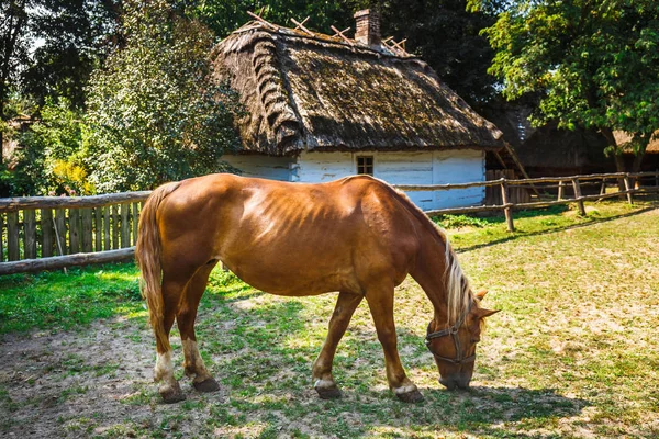 Pferd Weidet Auf Einer Weide Mit Einem Haus Hintergrund — Stockfoto