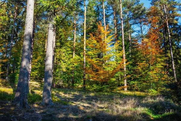 Malebný Les Čerstvé Zelené Listnatých Stromů Slunečný Den — Stock fotografie