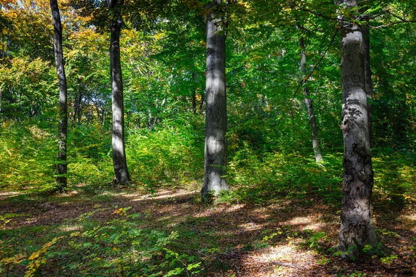 Bosco Panoramico Alberi Decidui Verdi Freschi Durante Giornata Sole — Foto Stock