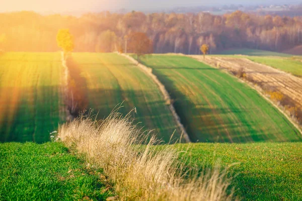 Campos Agrícolas Zona Rural Atardecer Polonia — Foto de Stock