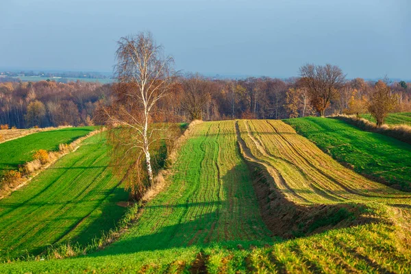 Campos Agrícolas Zona Rural Rural Pôr Sol Polónia — Fotografia de Stock