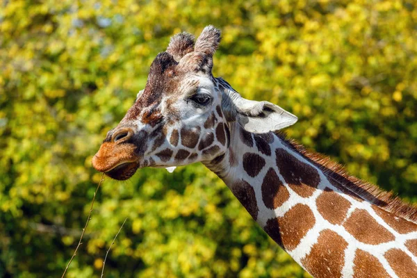 Una Giraffa Davanti Alcuni Alberi Verdi — Foto Stock