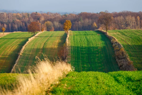 Campos Agrícolas Zona Rural Rural Pôr Sol Polónia — Fotografia de Stock