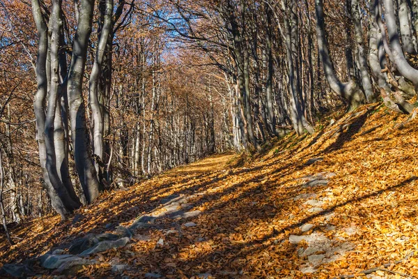 Autumn Landscape Bieszczady Mountains South East Poland — Stock Photo, Image