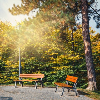 parlak güneş ağaçların arasından parlıyor ile Sonbahar Park iki tezgah