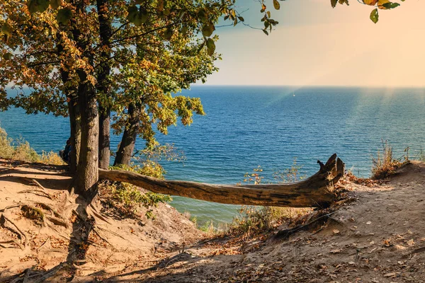 Höstskog Med Ljus Sol Skiner Genom Träden — Stockfoto