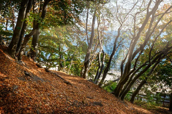 Podzimní Les Jasným Sluncem Zářícím Mezi Stromy — Stock fotografie