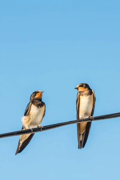 Zwei Scheunenschwalben Auf Dem Blauen Himmel Hintergrund — Stockfoto