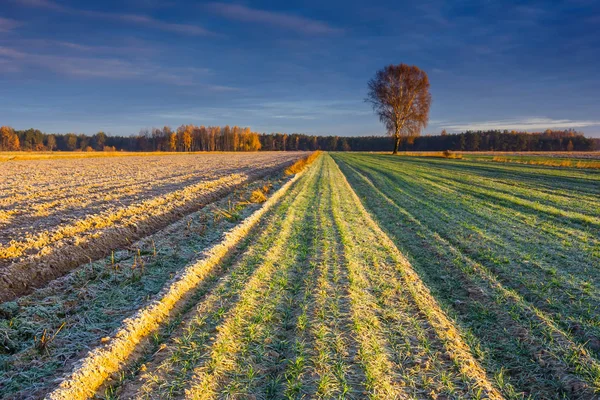 Belo Nascer Sol Sobre Campo Paisagem Rural — Fotografia de Stock