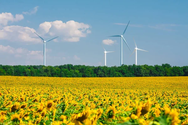 Campo Girasol Con Molinos Viento Sobre Fondo Azul Cielo —  Fotos de Stock