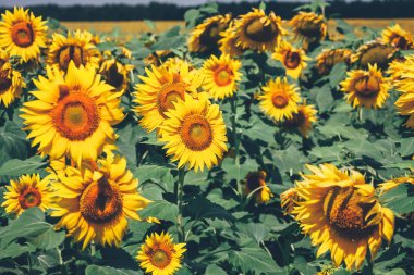 Ayçiçeği dolu güneşli gün alan  