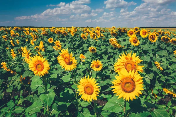 Mark full av solsikker ved solskinnsdag – stockfoto