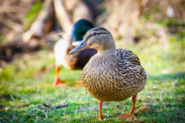 A female duck stands on the meadow with a male in the background — Stock Photo, Image