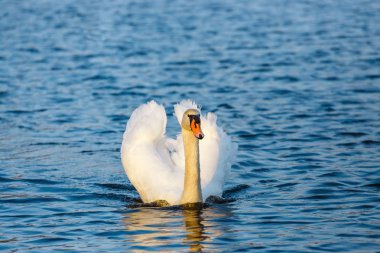 Şafak saatinde gölde Beyaz Kuğu.