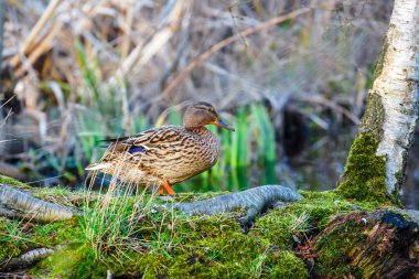 Gölün kenarında bir kadın ördek
