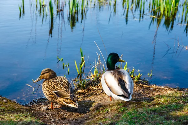 Ein Entenpaar, männlich und weiblich, steht am Ufer des Sees — Stockfoto