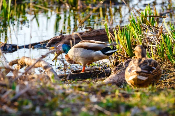 Ein Entenpaar, männlich und weiblich, steht am Ufer des Sees — Stockfoto