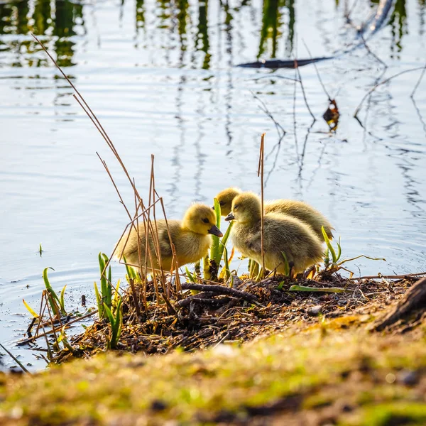 The European Greylags Goose with Chicks, closeup — Stock Photo, Image
