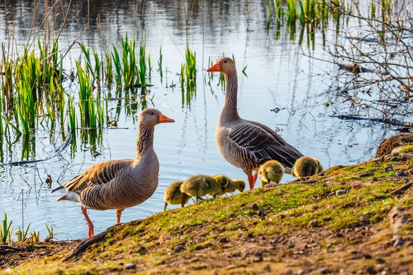 El ganso de los greylags europeos con pollitos, primer plano —  Fotos de Stock