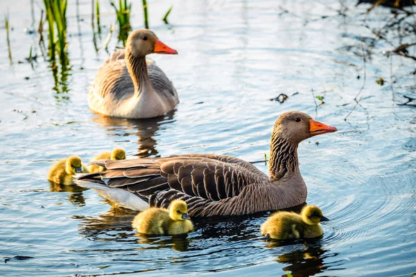 El ganso de los greylags europeos con pollitos, primer plano —  Fotos de Stock