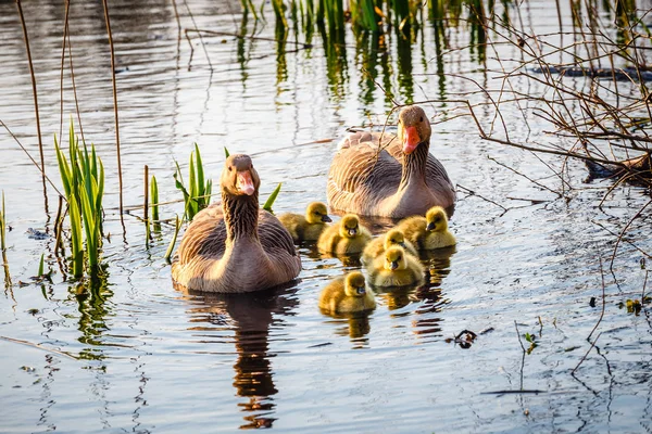 Chicks ile Avrupa Greylags kaz, kapatmak — Stok fotoğraf