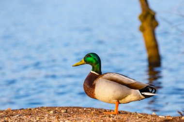 Gölün kenarında bir erkek ördek duruyor