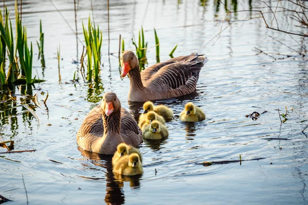 The European Greylags Goose with Chicks, closeup — Stock Photo, Image