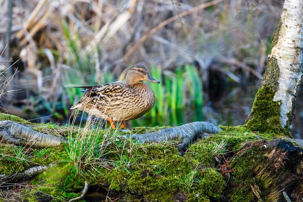 Gölün kenarında bir kadın ördek