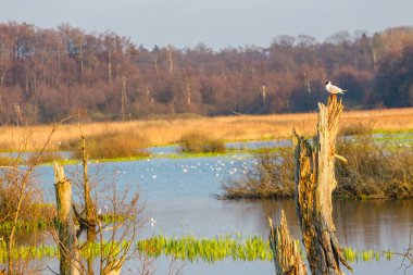 Kolobrzeg, Polonya yakınlarındaki bir kuş rezervi bahar
