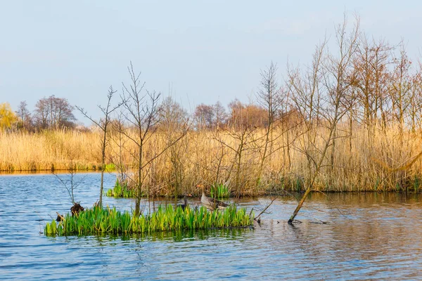 Primavera em uma reserva de pássaros perto de Kolobrzeg, Polônia — Fotografia de Stock