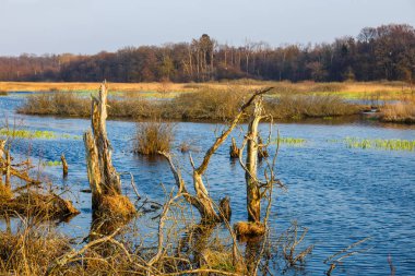 Kolobrzeg, Polonya yakınlarındaki bir kuş rezervi bahar