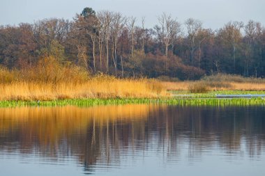 Kolobrzeg, Polonya yakınlarındaki bir kuş rezervi bahar