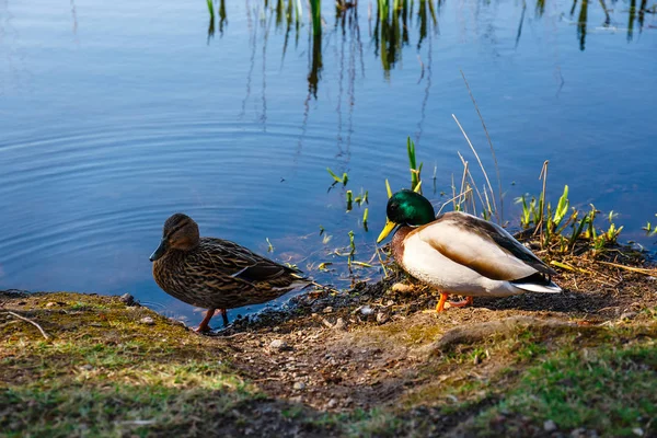 Ein Entenpaar, männlich und weiblich, steht am Ufer des Sees — Stockfoto