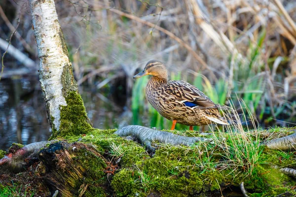 A female duck on the edge of the lake — Stock Photo, Image