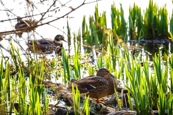 A pair of ducks, male and female, are standing on the shore of the lake — Stock Photo, Image