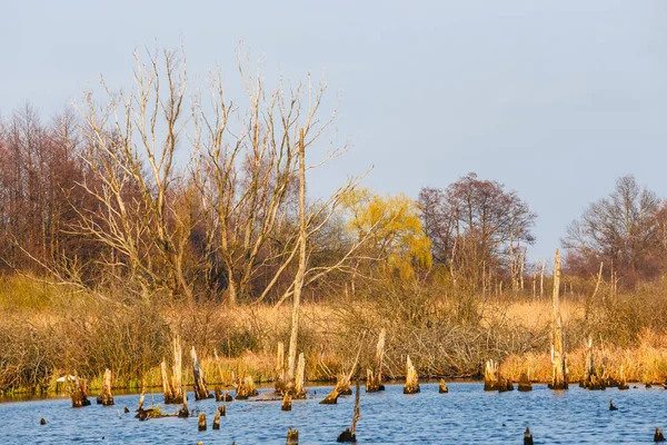 Spring in a bird reserve in near Kolobrzeg, Poland — Stock Photo, Image